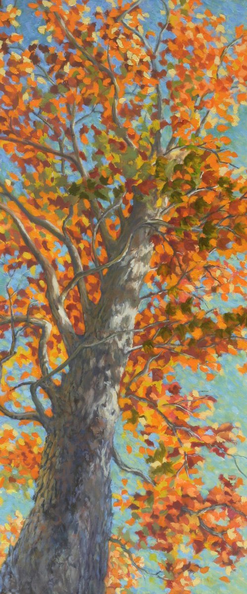 Fall Tree, Looking Upward by John Fleck