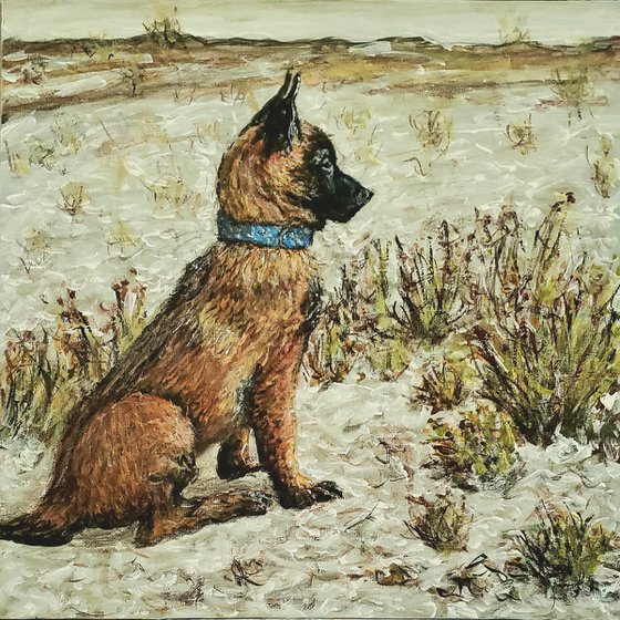Malinois In Sand