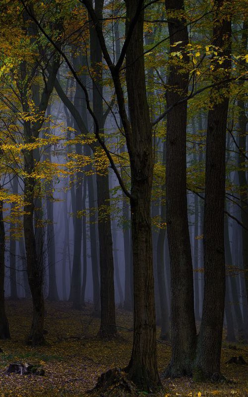 Evening ambient of the wood by Janek Sedlar