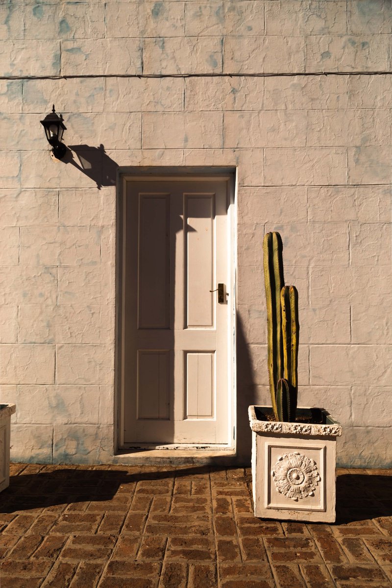 Shadows and Saguaro II by Fatima Mian