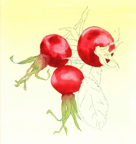 Ruby Rosehips - Watercolour