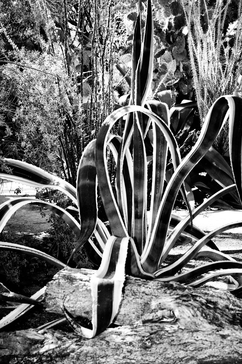 Expressive Botanical Photograph By William Dey, 18 X 26", Agave Nation Palm Springs Ca, Original Artwork