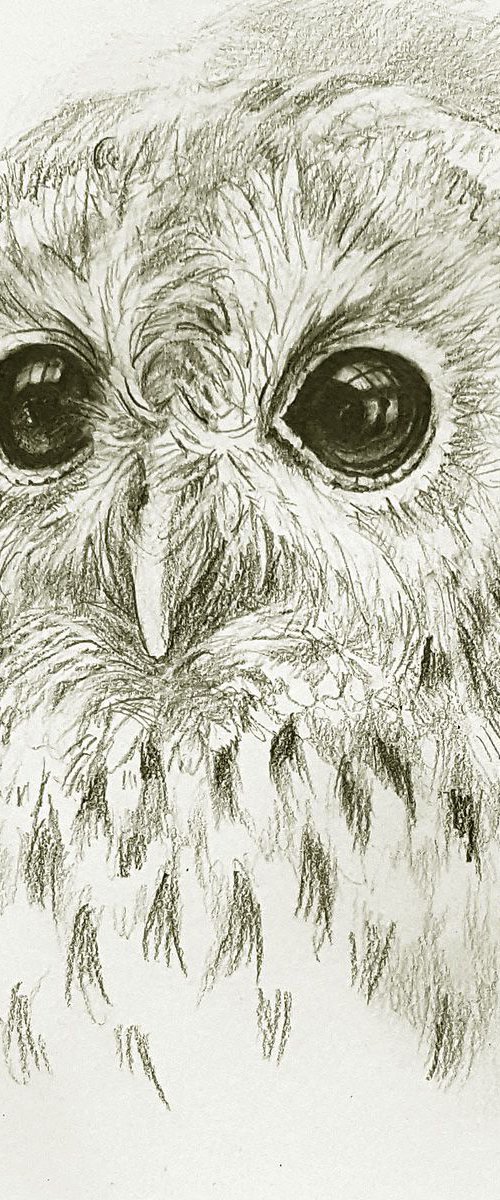 Tawny Owl Tim by Arti Chauhan