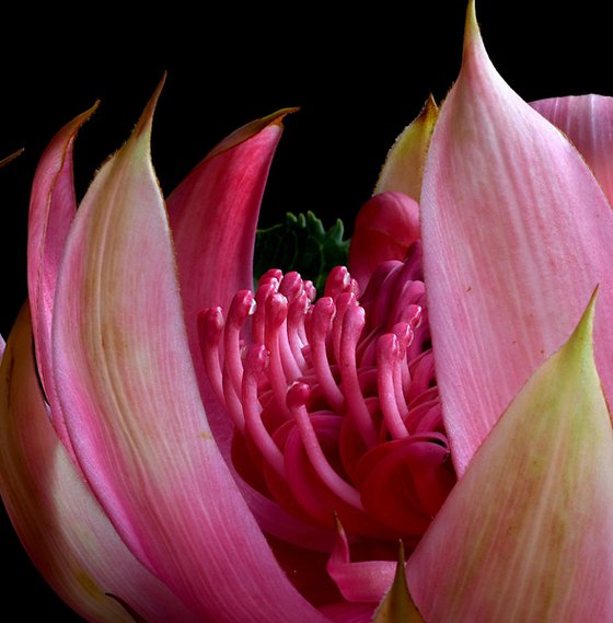 Pink Waratah Flower