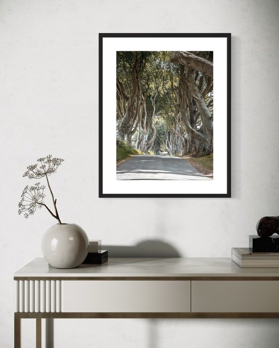 THE  FANTASTIC DARK HEDGES II