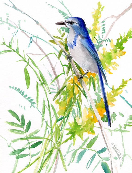 Florida Scrub Jay