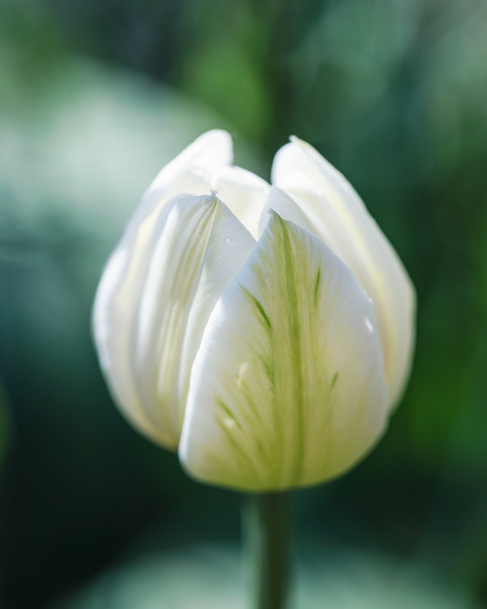 Impressionistic Botanical Photograph By Inna Etuvgi, 12 X 16, My Spring Muse - Matted, Original Artwork