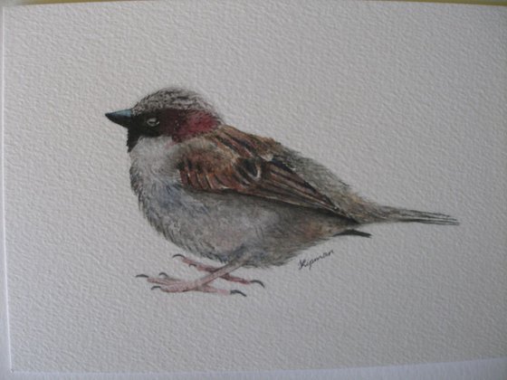 House Sparrow (3)