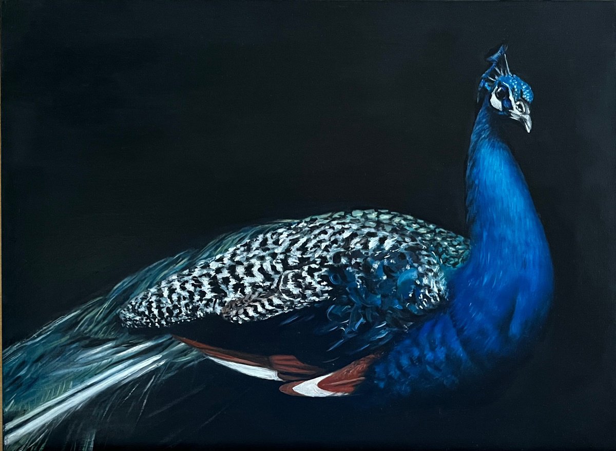 Photorealistic Oil Painting , Midnight Azure: The Majestic Peacock By Angelo Di Carlo, 16 X 12, Artwork For Sale On Artfinder