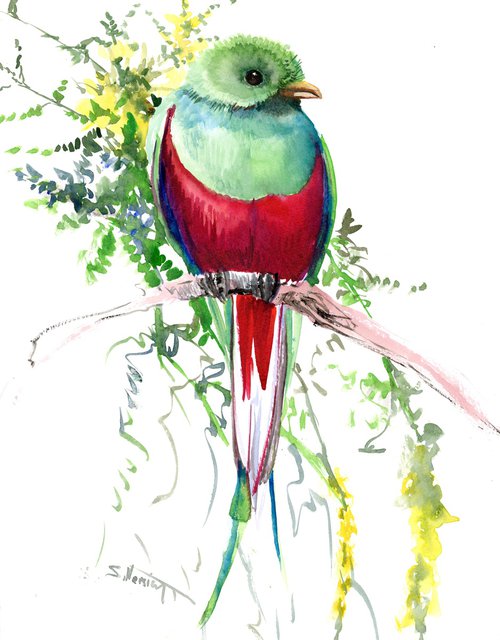 Quetzal Bird watercolor artwork by Suren Nersisyan