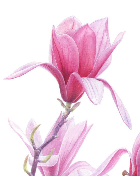 Magnolia Breath