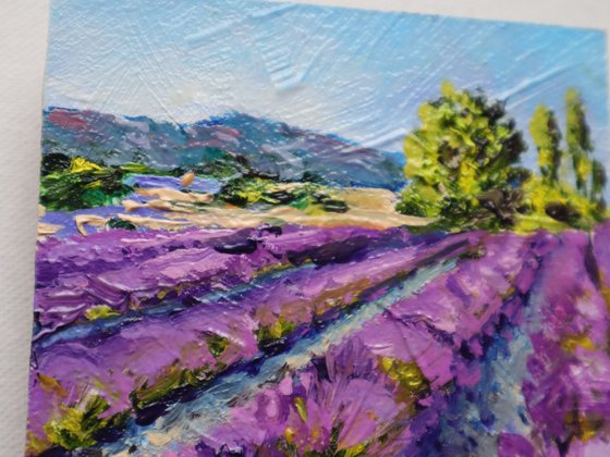 Lavender Fields