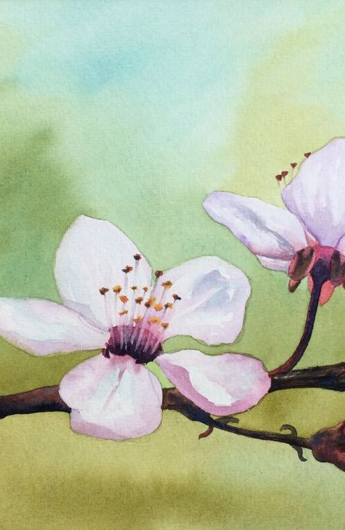 Cherry blossoms by Silvie Wright