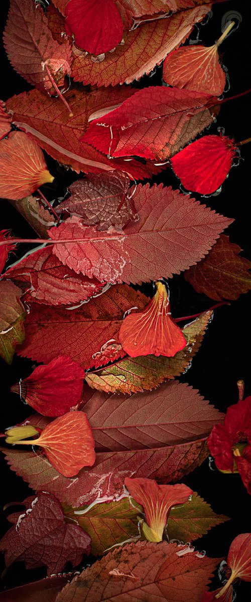 Red Leaves by Cornelia Weber