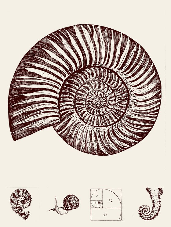 Fibonacci Spirals