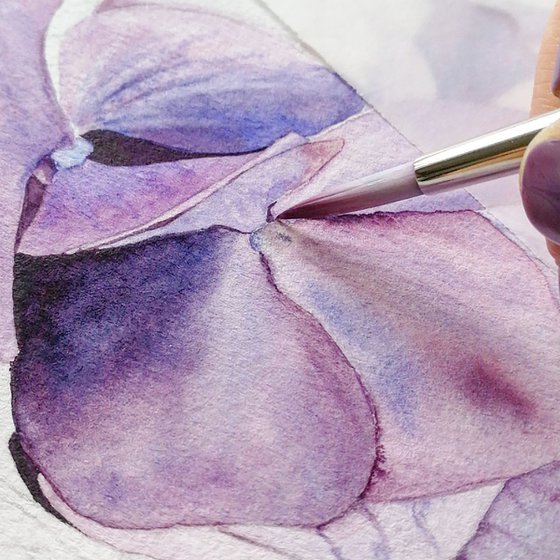 Violet Hydrangea