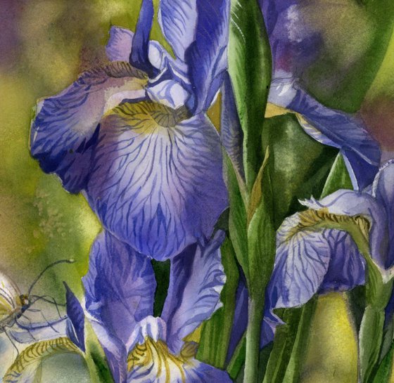 Wild irises