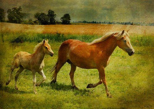 Mare and Foal by Martin  Fry