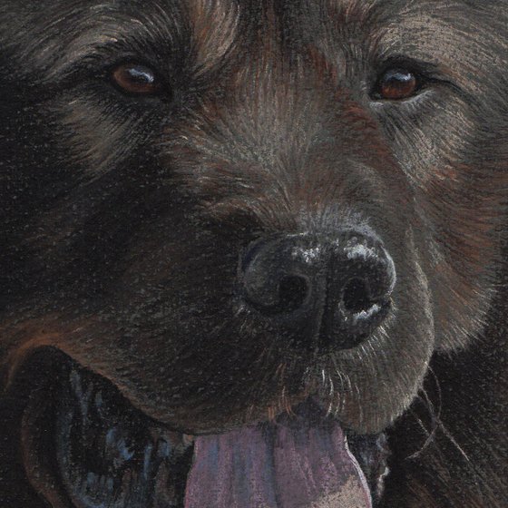 Caucasian Shepherd - pastel dog portrait. 21x30 cm