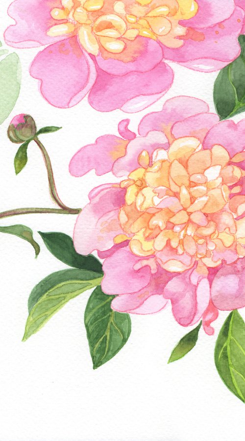 Pink peonies by Jolanta Czarnecka