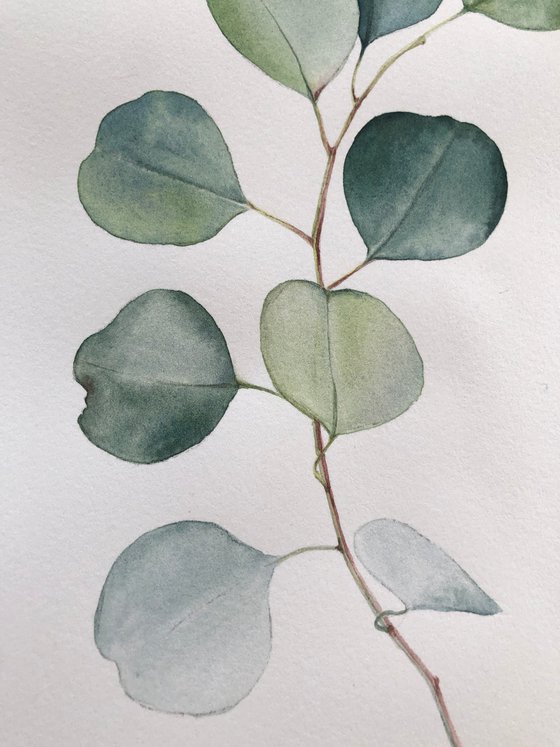 Eucalyptus branch. Original watercolour artwork.