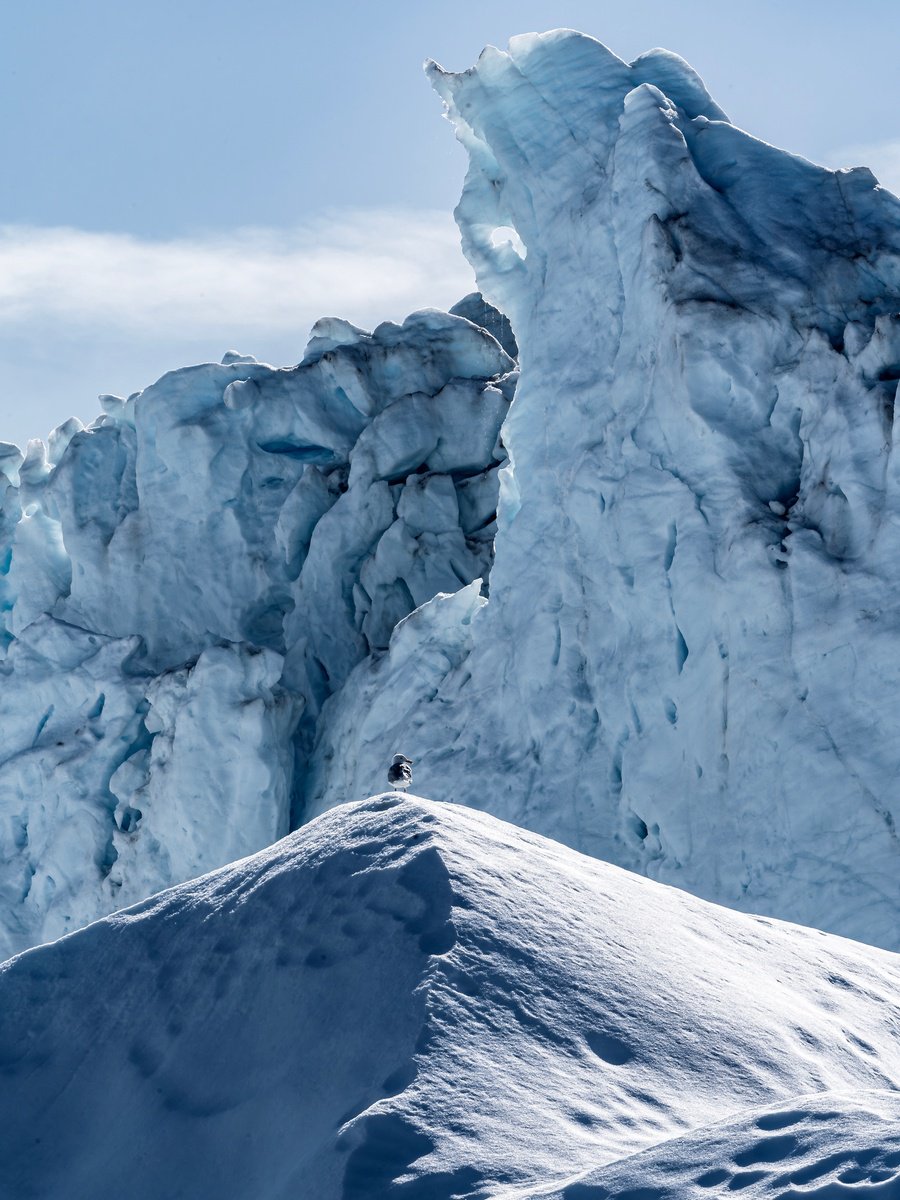 SEAGULL ON THE ICE Photograph by Fabio Accorrà | Artfinder