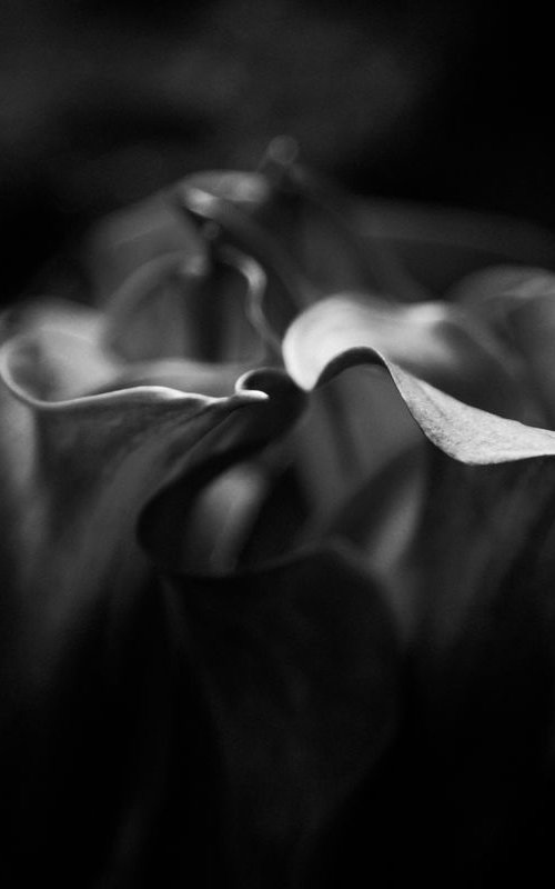 Calla Lilies Of Amsterdam by Laura Schneider