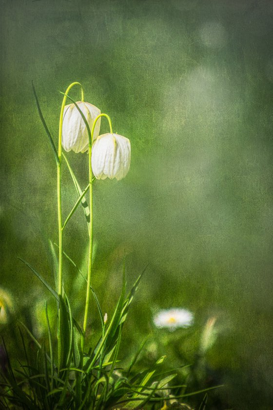 Fritillaries