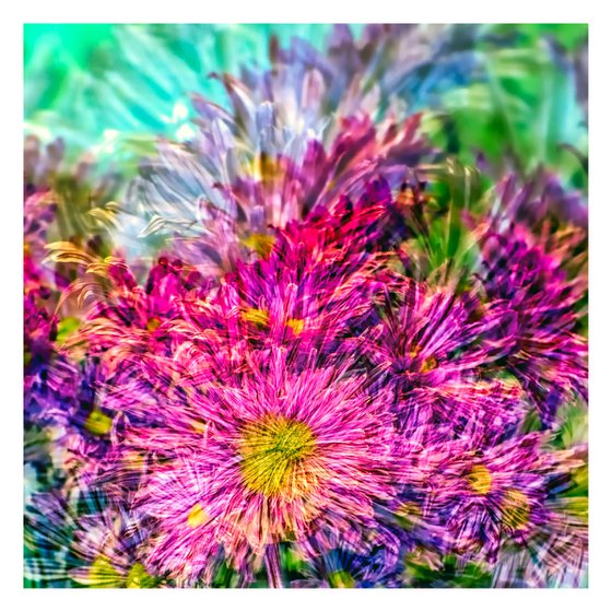 Abstract Flowers #9. Limited Edition 1/25 12x12 inch Photographic Print.