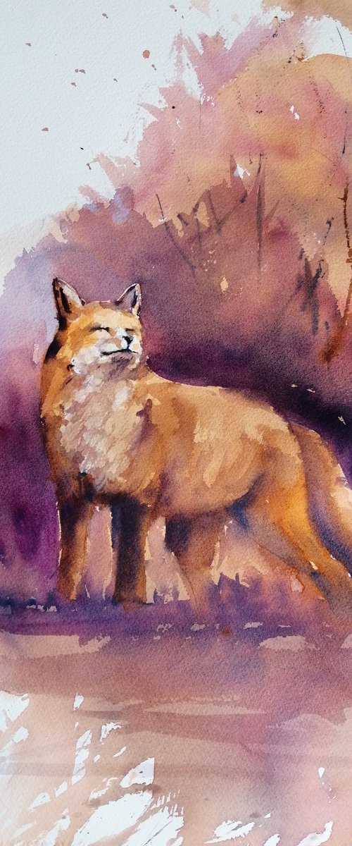 fox 9 by Giorgio Gosti
