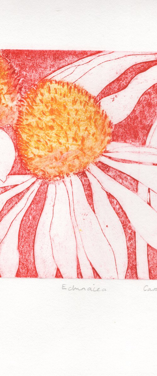 Echinacea 5-10 by Carole King