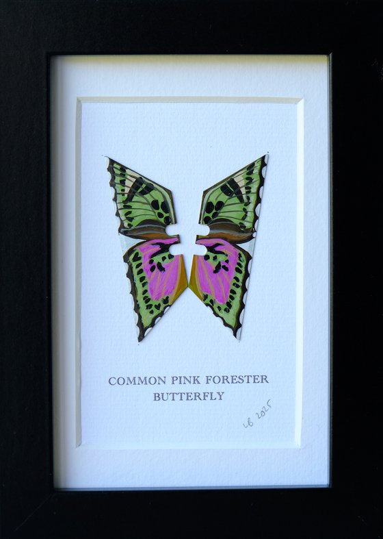 Common Pink Forester