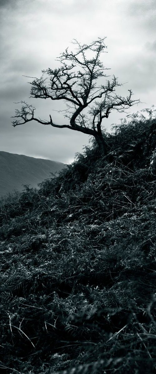 Tree, Alcocks Tarn Cumbria by Russ Witherington