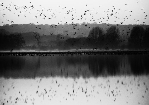 Gulls at Dusk by Charles Brabin