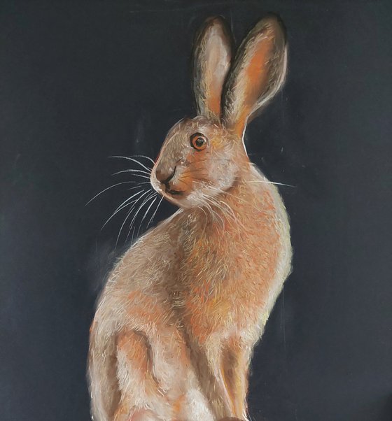 Hare