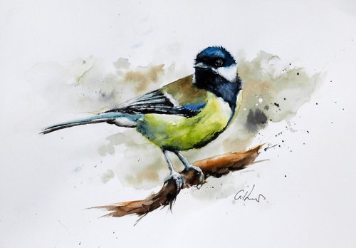 The Great Tit. by Graham Kemp