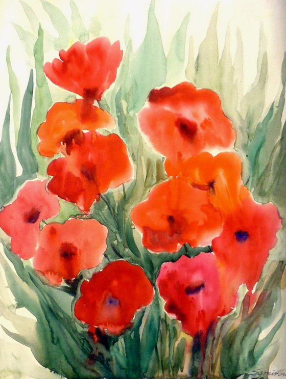 Beauty of Red Poppies Flowers