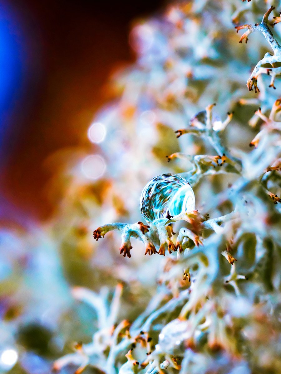 Space ship. Tripp into the inner Cosmos - Macro photography of the drop on the lichens. Li... by Inna Etuvgi