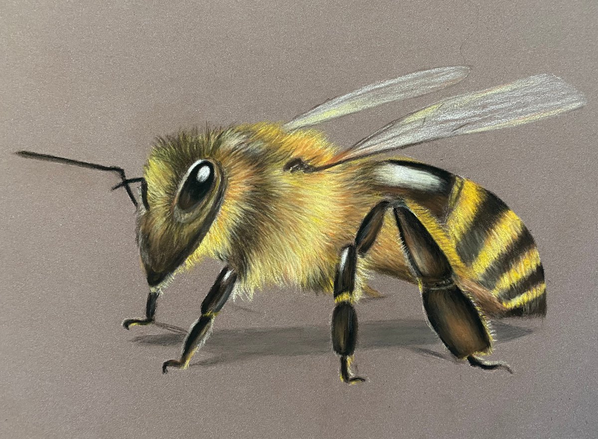 Bee by Maxine Taylor
