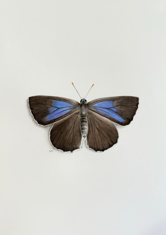 Purple Hairstreak Butterfly