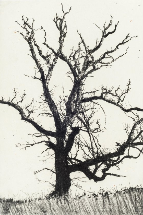 Winter Abscission