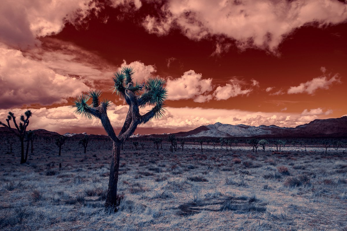 Mojave Spring by Mark Hannah