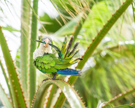 GREEN MONK PARROT
