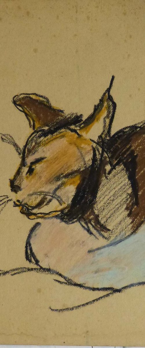 Portrait of a cat, pastel drawing on cardboard 35x35 cm by Frederic Belaubre