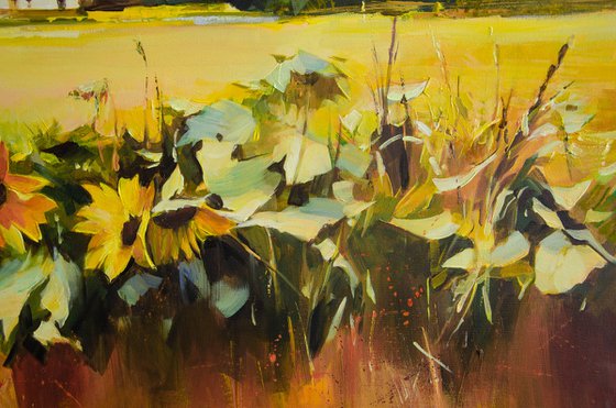 Withered sunflowers