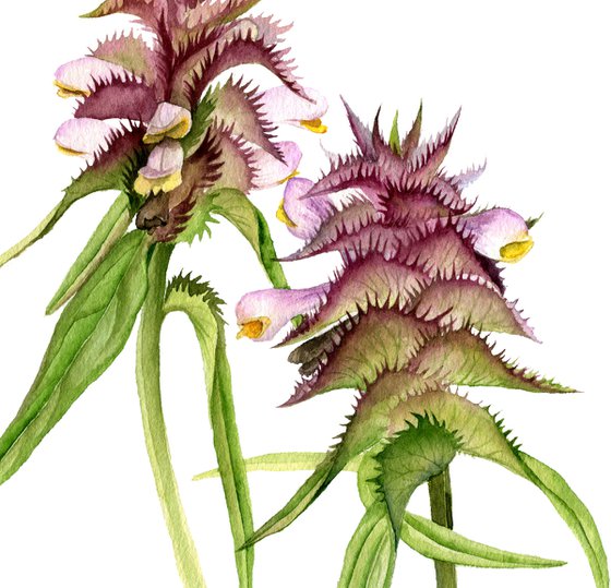 Flower of Crested Cow-wheat