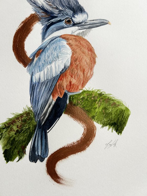 Kingfisher