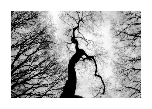 Black & White Tree's 02 by Richard Vloemans