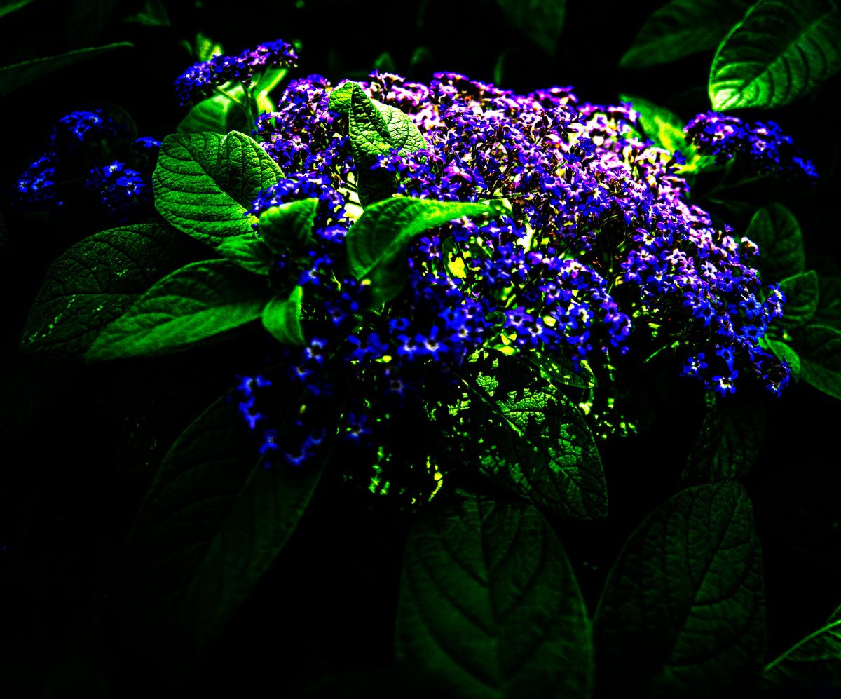 Botanical Photograph By David Huntzinger, 17 X 18, Mystic Garden Glow, Original Artwork