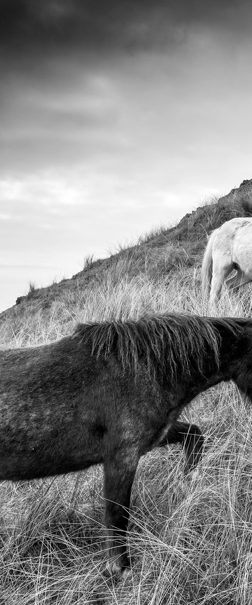 Llanddwyn Island, Anglesey, North Wales. ( Square Print ) by Stephen Hodgetts Photography